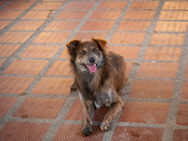 Kahverengi bir Melez Köpek Bulutlu bir günde Kırmızı Çimento döşemesinde oturuyor
