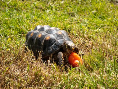 Kızıl Çizmeli Kaplumbağa (Chelonoidis Carbonarius), Kuzey Güney Amerika 'dan gelen ve parkta domates yiyen bir tür.