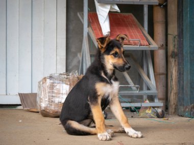 Genç Alman Çoban Köpeği Yerde Oturuyor