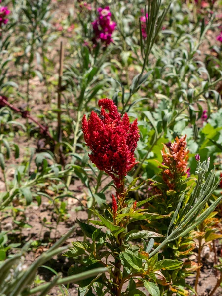 Červený Květ Známý Jako Švestkový Hřeben Nebo Stříbrný Hřeben Celosia — Stock fotografie
