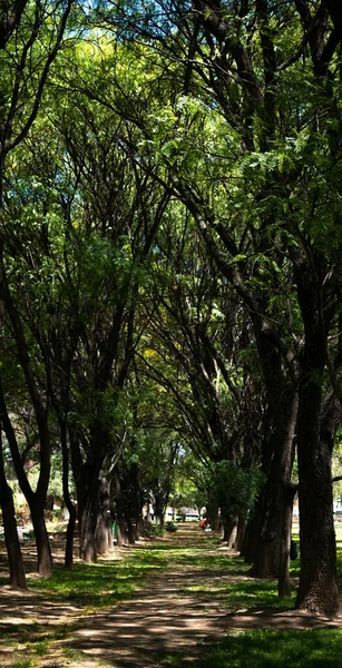 Слегка Сухая Тропа Посреди Высоких Деревьев Солнечный День — стоковое фото