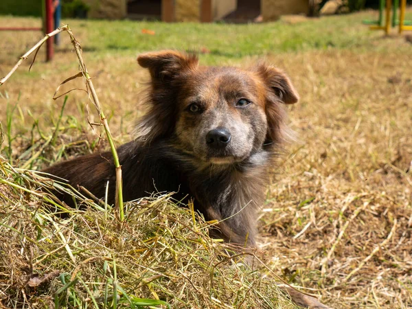 stock image A Brown Mongrel Dog Sits on the Garden on a Cloudy Day