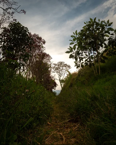 亚热带草木丛林中的小径 — 图库照片