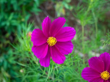 Bahçe Kozmosu veya Meksika Asterı (Cosmos bipinnatus), doğanın ortasındaki pembe bir çiçek.