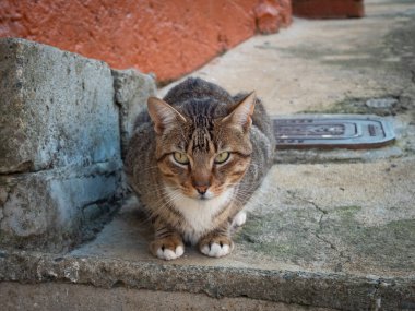 Siyah çizgili Kahverengi Kedi Sokakta Avlanmaya Hazır