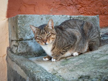 Siyah çizgili Kahverengi Kedi Sokakta Avlanmaya Hazır