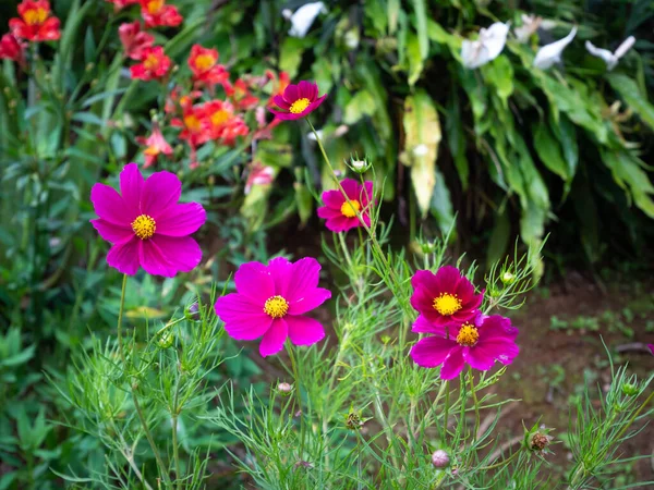 Садовый Козел Мексиканская Астра Costobipfallatus Розовый Цветок Центре Природы — стоковое фото