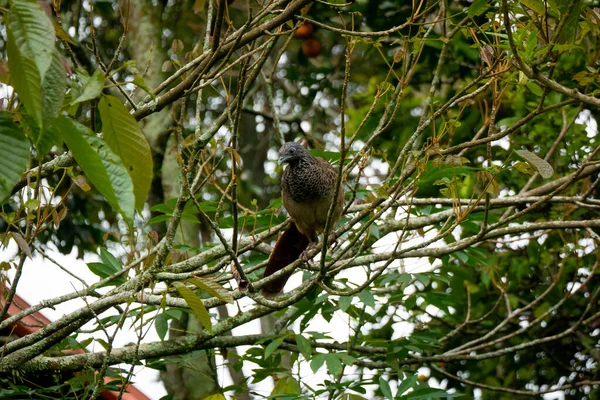 Chachalaca Galliform Bird Poses Tree Branch — Stock Photo, Image