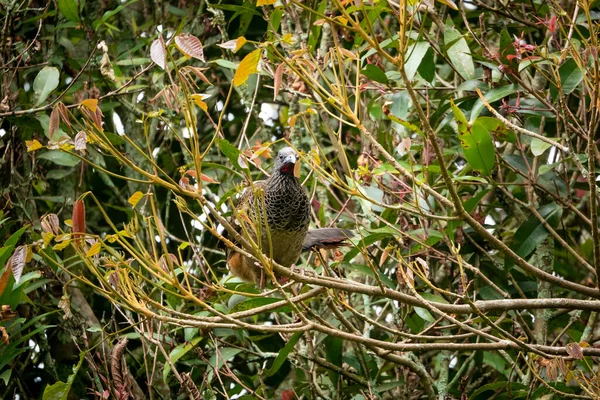 Chachalaca Pájaro Galliforme Posa Una Rama Árbol — Foto de Stock