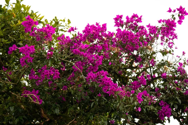 Hohe Bäume Mit Bougainvillea Blüten Envigado Antioquia Kolumbien — Stockfoto