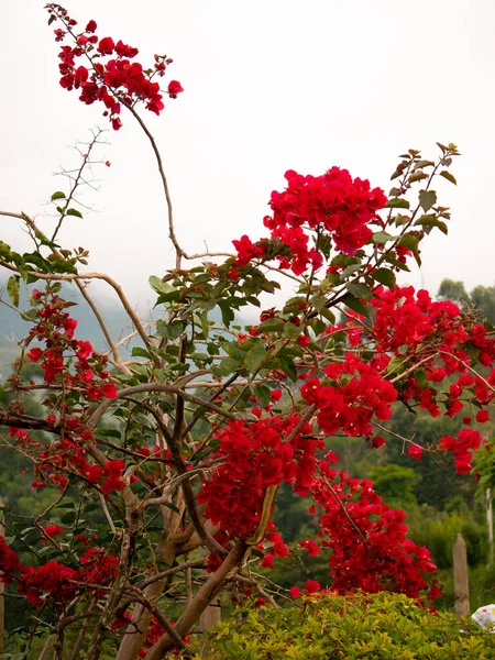 Árvores Altas Com Bougainvillea Vermelha Flores Envigado Antioquia Colômbia — Fotografia de Stock