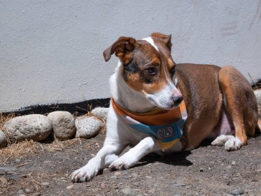 Melez bir köpek güneşli bir günde yerde dinleniyor.