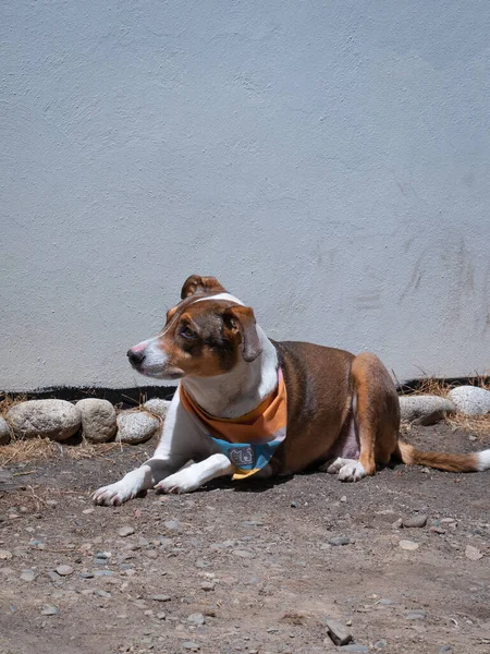Cão Rafeiro Está Descansando Chão Dia Ensolarado — Fotografia de Stock