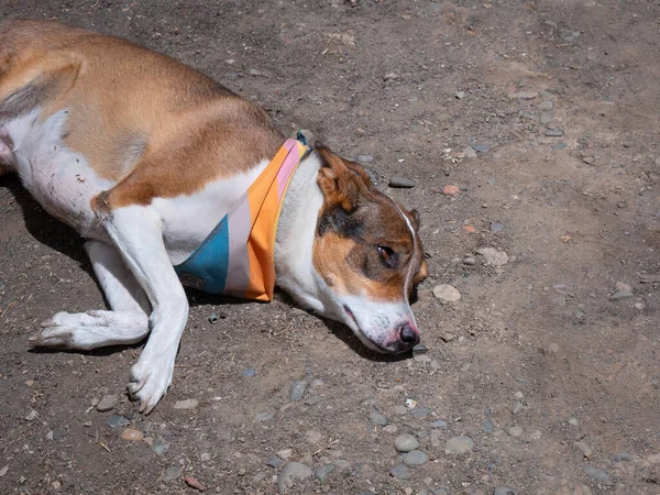 在一个阳光明媚的日子里 一只野狗正在地上休息 — 图库照片