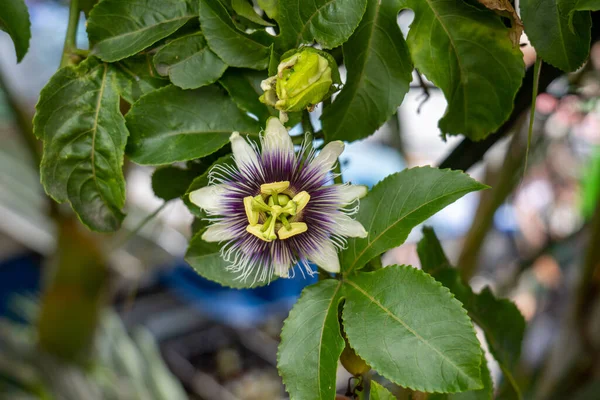 Passion Fruit Flower Passiflora Edulis Vine Species Hanging Branch Close — Stock Photo, Image