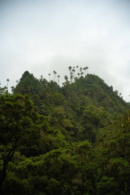 UNESCO tarafından Cocora Vadisi, Salento, Quindlo, Kolombiya 'da bulunan Kültürel Miras Olarak Tanınan Dünyanın En Uzun Balmumu Palmiyeleri (Ceroxylon niceliği) yakınlarındaki Yeşil Arazi
