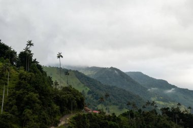 UNESCO tarafından Cocora Vadisi, Salento, Quindio, Kolombiya 'da bulunan Kültür Mirası olarak tanınan Dünyanın En Uzun Ağda Palmiyeleri (Ceroxylon quindiuense)