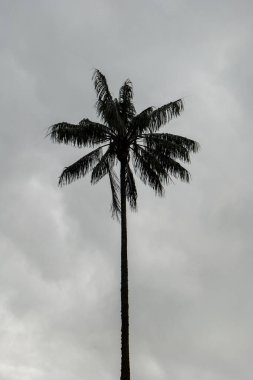 UNESCO tarafından Cocora Vadisi, Salento, Quindio, Kolombiya 'da bulunan Kültür Mirası olarak tanınan Dünyanın En Uzun Ağda Palmiyeleri (Ceroxylon quindiuense)