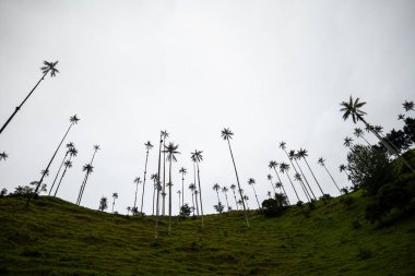 UNESCO tarafından Cocora Vadisi, Salento, Quindio, Kolombiya 'da bulunan Kültür Mirası olarak tanınan Dünyanın En Uzun Ağda Palmiyeleri (Ceroxylon quindiuense)