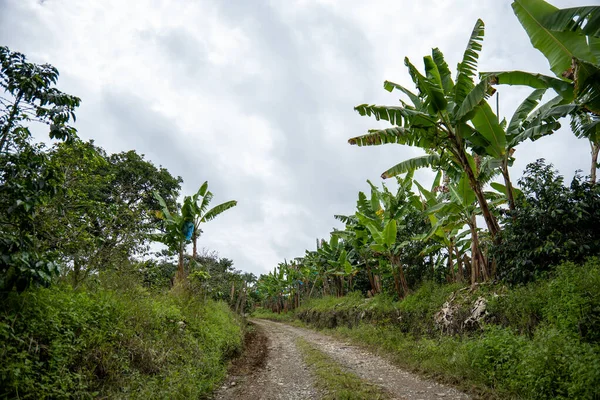Порожня Брудна Дорога Оточенні Бананових Дерев — стокове фото