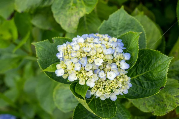 Hortensia, Penny Mac veya Bigleaf, French, Lacecap veya Mophead Hydrangea (Hydrangea makrophylla) olarak da bilinir.