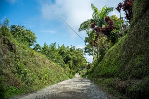 Estrada Terra Vazia Rodeada Por Árvores Banana — Fotografia de Stock