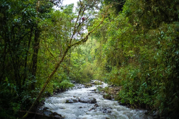 哥伦比亚Quindio市Salento市Cocora山谷附近瀑布岩石上的大量植被 — 图库照片