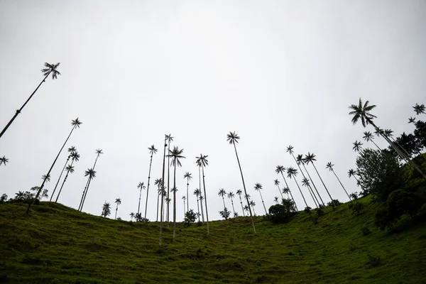 Najwyższe Świecie Palmy Woskowe Ceroxylon Quindiuense Uznane Przez Unesco Dziedzictwo — Zdjęcie stockowe