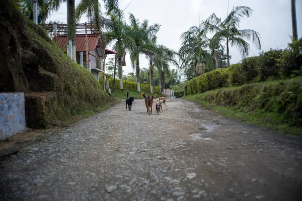 Farklı Boyutlarda Köpekler Toprak Yol Boyunda Yürüyor - Stok İmaj