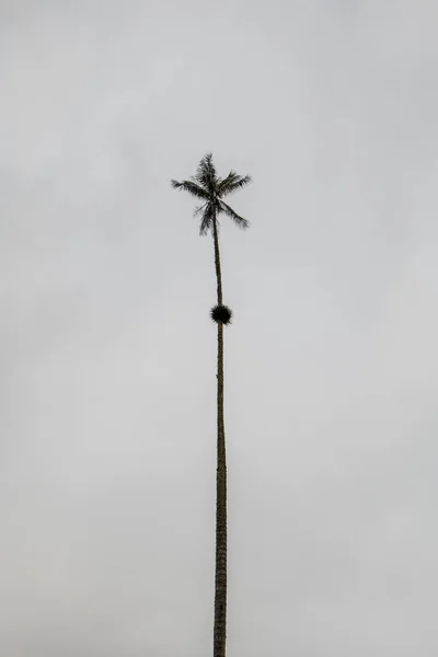 Ψηλότερο Κερί Του Κόσμου Palms Ceroxylon Quindiuense Αναγνωρίζεται Από Την Εικόνα Αρχείου