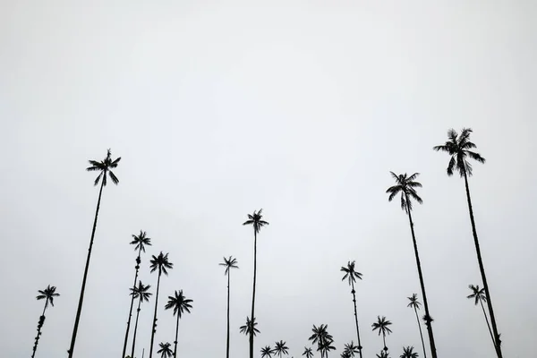 Ψηλότερο Κερί Του Κόσμου Palms Ceroxylon Quindiuense Αναγνωρίζεται Από Την Φωτογραφία Αρχείου