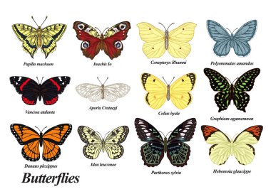 Kelebekler hazır. Vektör çizimi. Renkli klasik kelebek koleksiyonu.
