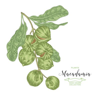 Macadamia nut. Hand drawn Macadamia branch with nuts and leaves. Vector botanical illustration. Colorful vitage style. 