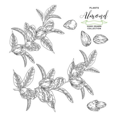 Almond plant. Hand drawn almond branch with nuts. Vector botanical illustration. Black and white vitage style. 