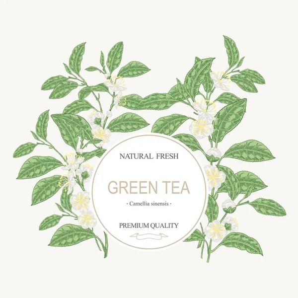 Фон Чая Ручной Рисунок Camellia Sinensis Plant Зеленый Чай Ветви — стоковый вектор