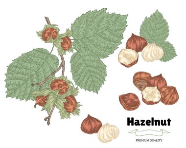 Fındık seti. Elle çizilmiş fındık ağacı dalı. Robot resim biçiminde vektör illüstrasyonu.