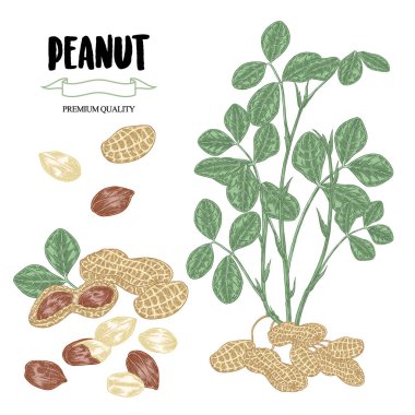 Fıstık vektör illüstrasyonu. Beyaz arka planda, olgun fındıklı el yapımı Peanut bitkisi. Klasik renkli çizim biçimi.