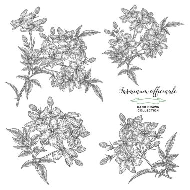 Beyaz yasemin çiçekleri ve yaprakları. Jasminum officinale bitkisinin toplanması beyaza izole edildi. Vektör çizimi botanik. Eski gravür biçimi.