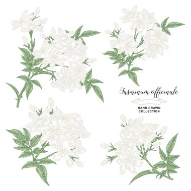 Beyaz yasemin çiçekleri ve yaprakları. Jasminum officinale bitkisinin toplanması beyaza izole edildi. Vektör çizimi botanik. El çizimi oyma biçimi.