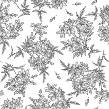 Beyaz yasemin çiçekleri pürüzsüz desenli. Jasminum 'un çiçek çiçekleri beyaza saçılmış. Vektör çizimi botanik. El çizimi oyma biçimi.