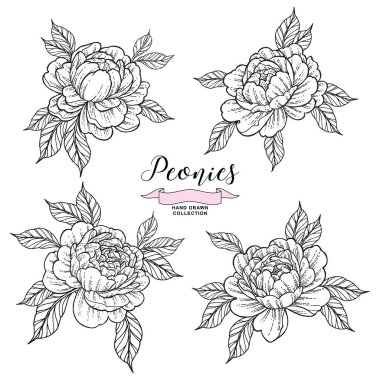 Dövme şeklinde şakayık çiçekleri. El çizimi çiçekler. Siyah beyaz şakayıklar. Vektör illüstrasyonu.