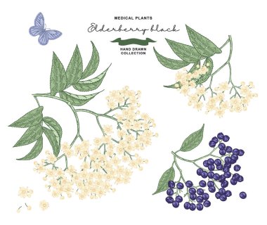 Mürver çiçeği dalı. Sambucus veya Mürver çiçeği seti. Vektör illüstrasyon klasiği. Renkli oyma biçimi.
