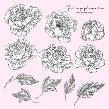 Şakayık çiçekleri ve yapraklar koleksiyonu. Dövme stili. El çizimi çiçekler. Çiçek elementleri izole. Vektör illüstrasyonu.