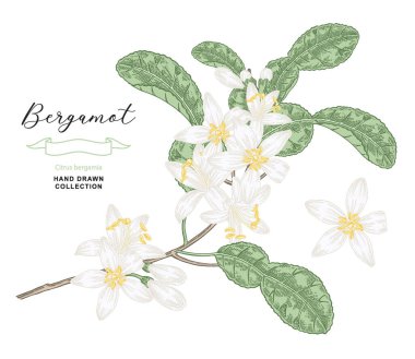 Bergamot flowers. Citrus bergamia plant isolated on white. Vector illustration botanical. Hand drawn engraving style. clipart