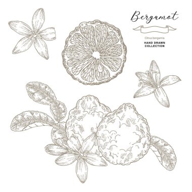 Bergamot fruits ang flowers vector illustration. Citrus bergamia plant. Hand drawn engraving style. clipart