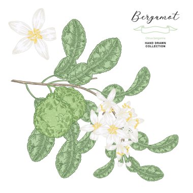 Bergamot flowers and fruits. Citrus bergamia plant isolated on white. Vector illustration botanical. Hand drawn engraving style. clipart