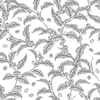 Kusursuz kahve fabrikası. Kahve çekirdekleri dalda. Vektör çizimi el çizimi. Siyah-beyaz tarzı. Paketleme için tasarım.