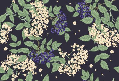 Elderflower kusursuz desen. Mürver, sambucus çiçeği ve koyu arkaplanda yapraklar. Vektör illüstrasyon eli çizildi.