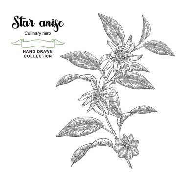 Yıldız anason ağacı çizimi. El yapımı Badian dalları çiçek ve yapraklar. Çizim biçimi.