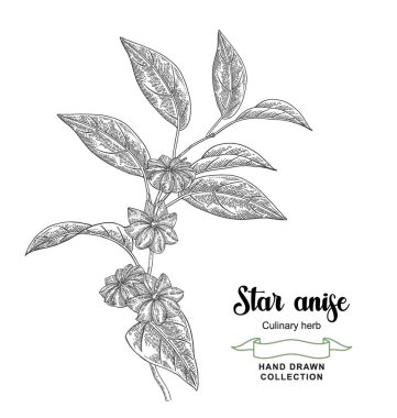 Yıldız anason bitki vektör çizimi. El yapımı Badian meyveleri ve yaprakları. Siyah ve beyaz taslak tarzı.